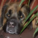 Hotel Auerhahn Masserberg