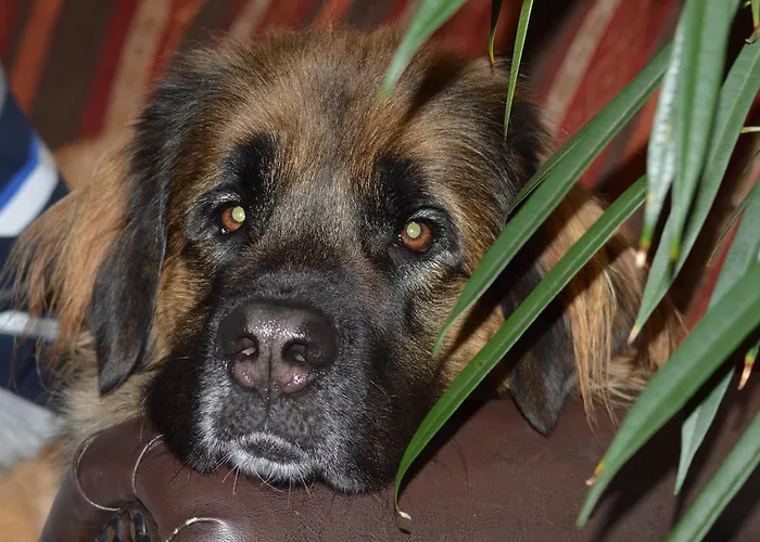 酒店 Auerhahn 马瑟尔贝格